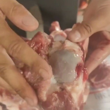 前腿骨