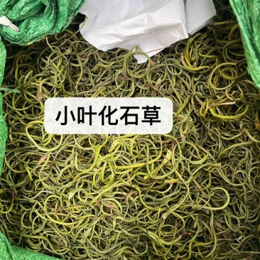 小叶化石草