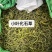 小叶化石草