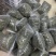小叶化石草