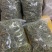 小叶化石草