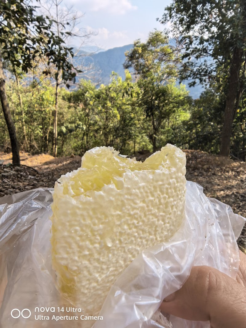 广西大山的野蜂蜜。
