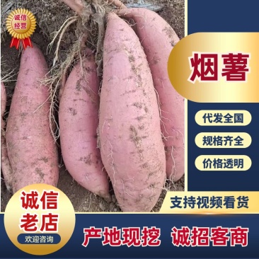 山东烟薯烟薯25软糯香甜规格齐全量大从优产地直发