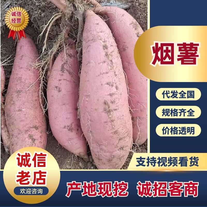 山东烟薯烟薯25软糯香甜规格齐全量大从优产地直发