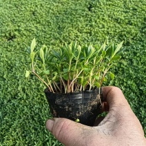 薰衣草