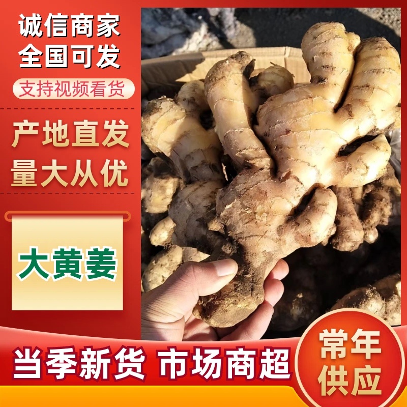山东产地大黄姜水洗姜沙土姜产地直发保质保量