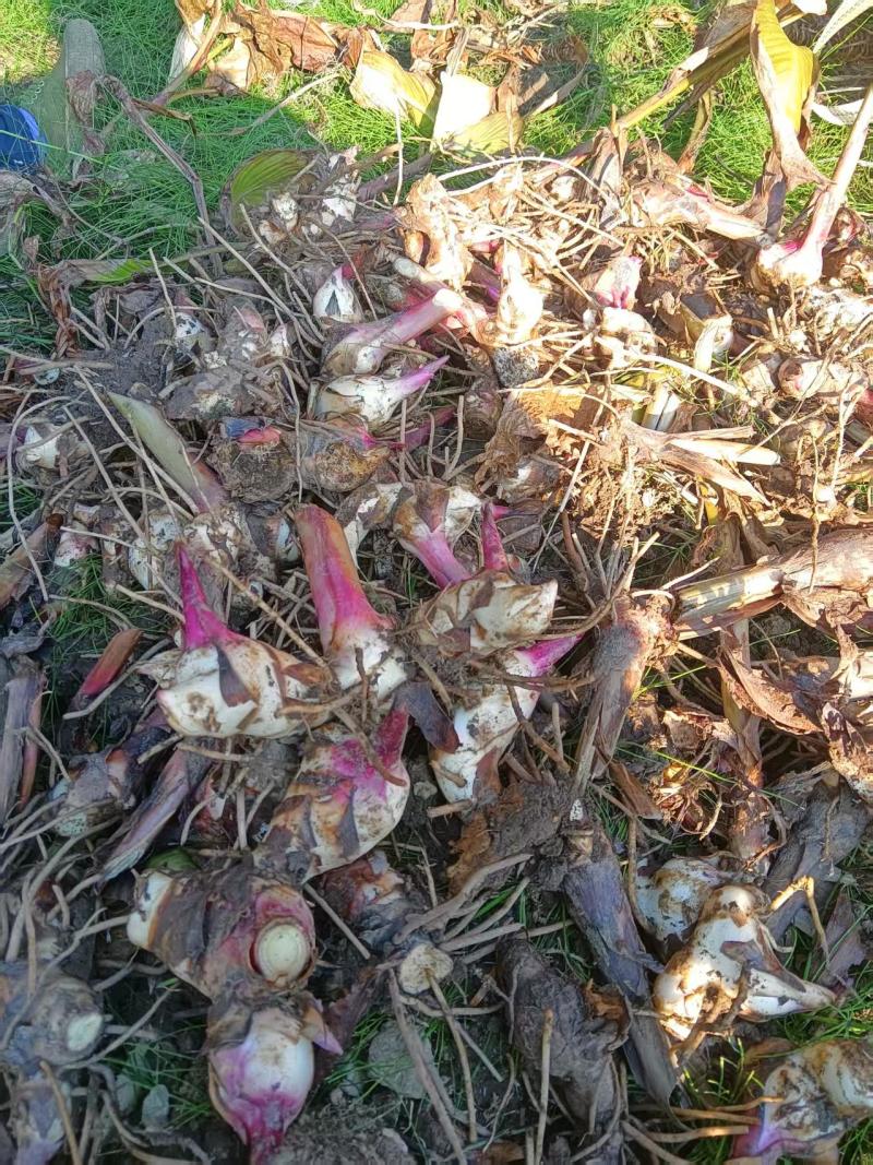 芭蕉芋大量有货现挖现发品质优可视频看货欢迎咨询来电