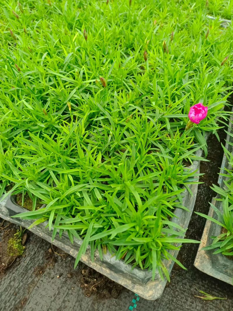 欧石竹穴盘苗