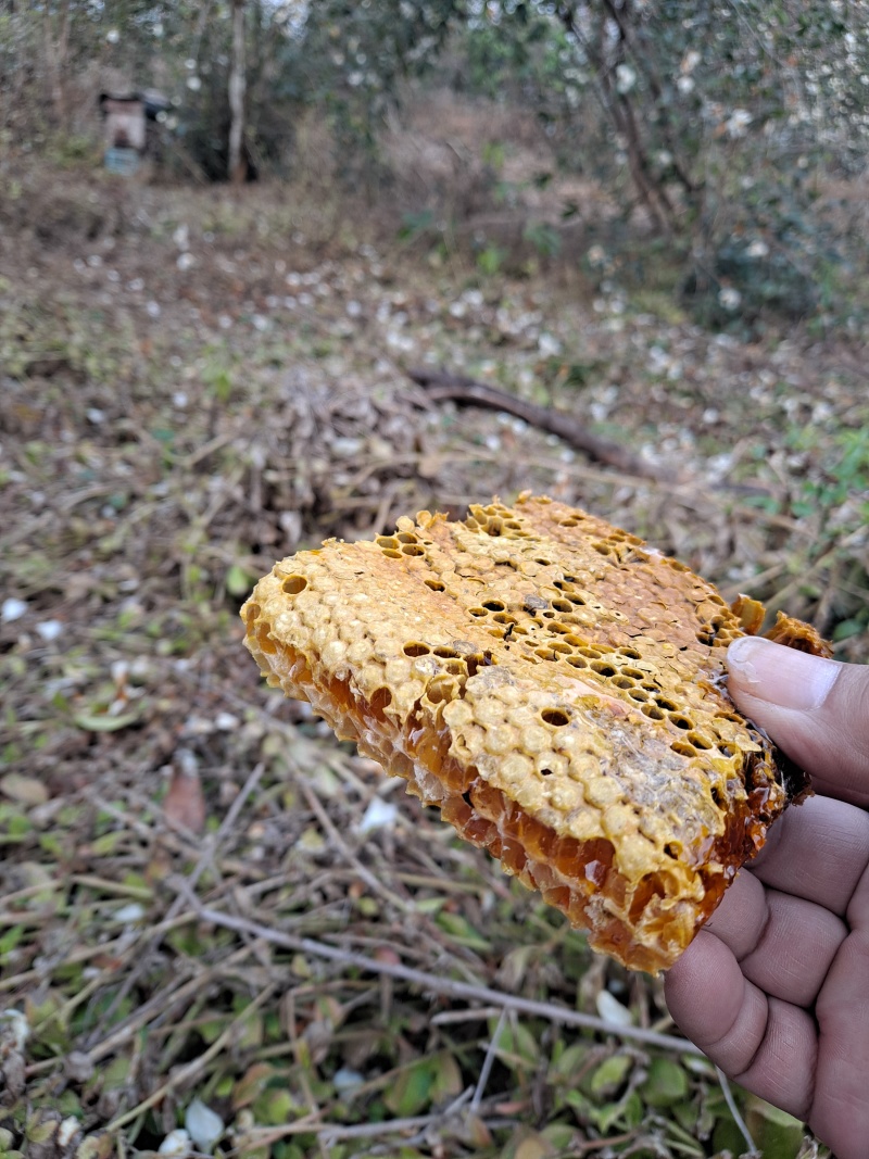广西金秀深山土蜂蜜农家自产天然成熟蜜***原蜜批发