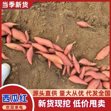 山东西瓜红红薯产地直发价格实惠品质保证欢迎咨询