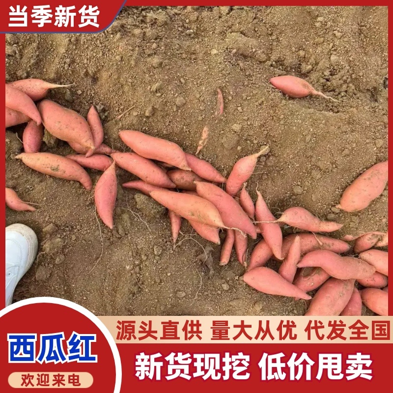 山东西瓜红红薯产地直发价格实惠品质保证欢迎咨询