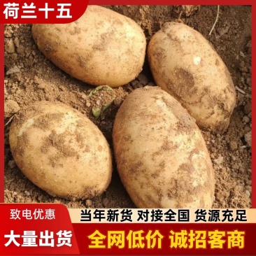 荷兰十五土豆规格齐全量大从优价格实惠服务周到