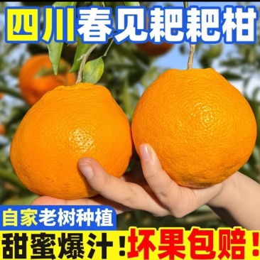 【柑桔】四川春见耙耙柑支持一件代发可视频看货对接全国