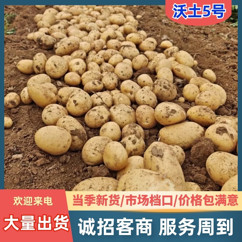 沃土5号土豆产地直供个头大颜色好质量保证欢迎来电