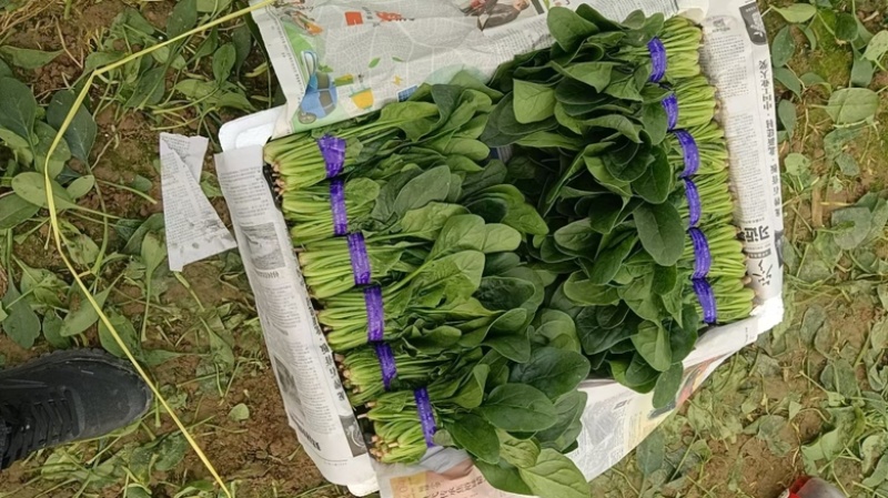 （精）滑县小叶菠菜两排半20斤精装欢迎咨询电联