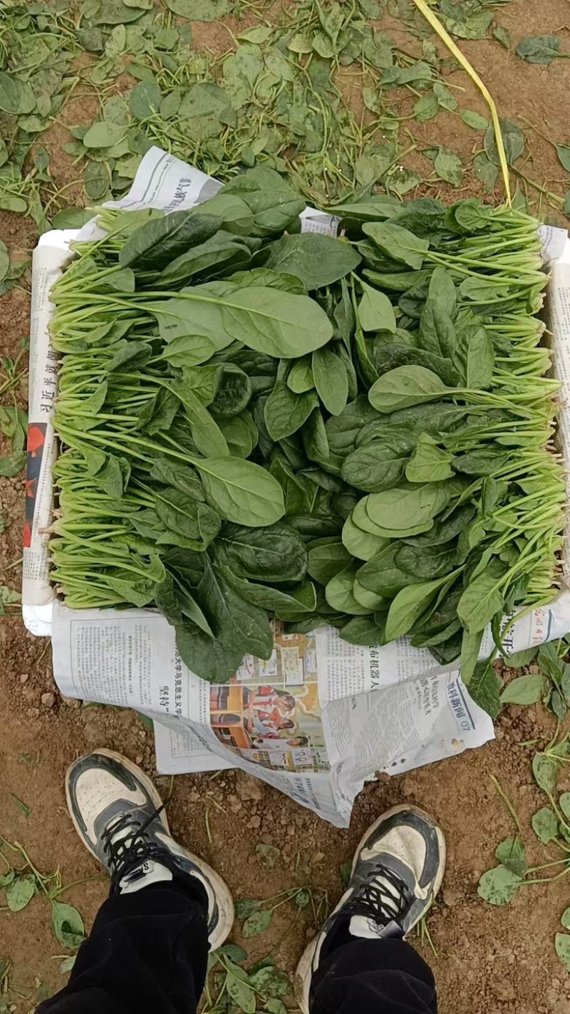 （精）滑县小叶菠菜两排半20斤精装欢迎咨询电联