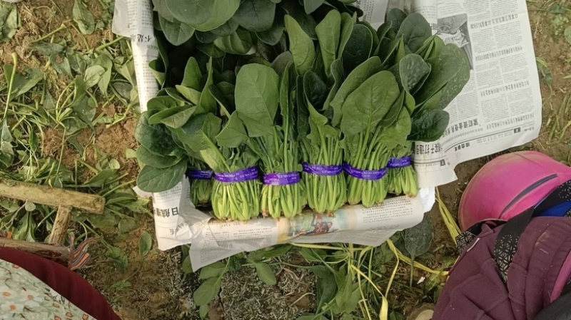 （精）滑县小叶菠菜两排半20斤精装欢迎咨询电联