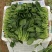 （精）滑县小叶菠菜两排半20斤精装欢迎咨询电联