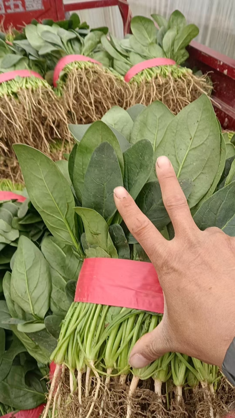 （精）滑县小叶菠菜两排半20斤精装欢迎咨询电联