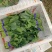 （精）滑县小叶菠菜两排半20斤精装欢迎咨询电联