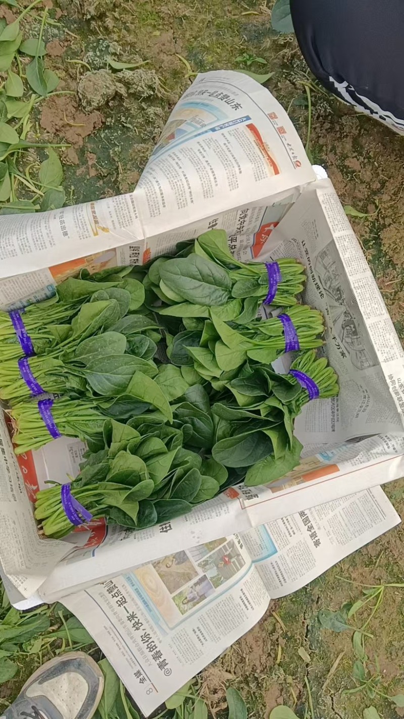 （精）滑县小叶菠菜两排半20斤精装欢迎咨询电联
