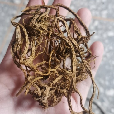 岩黄连，全根，干品
