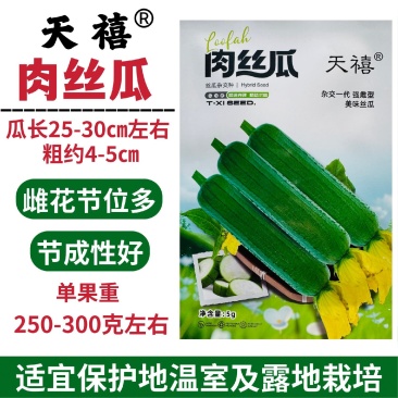 天禧肉丝瓜种籽长棒型丝瓜种子杂交强雌型大肉丝瓜种子春秋