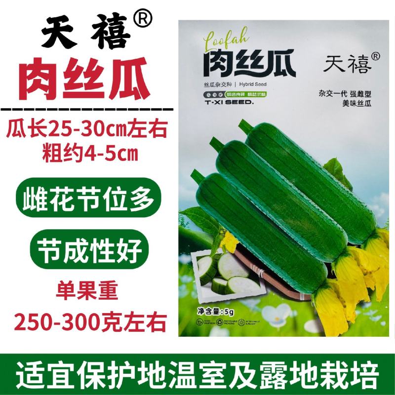天禧肉丝瓜种籽长棒型丝瓜种子杂交强雌型大肉丝瓜种子春秋