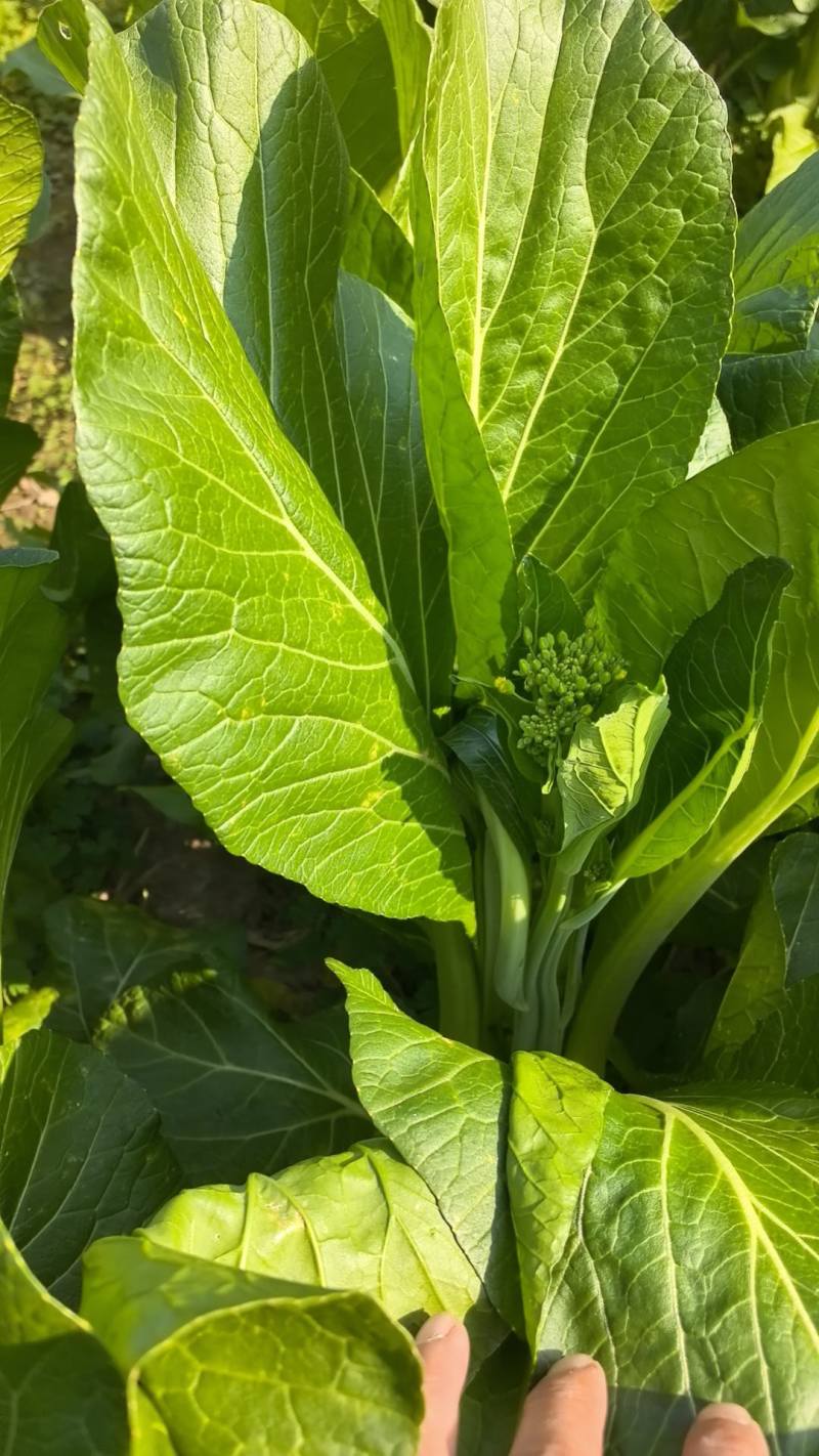 新鲜爽甜，连州迟菜心