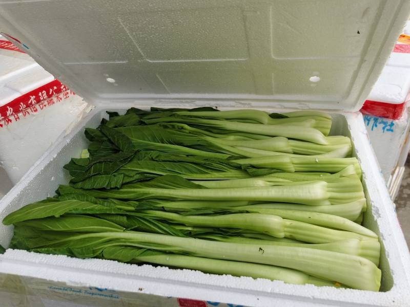 新鲜爽甜，连州迟菜心