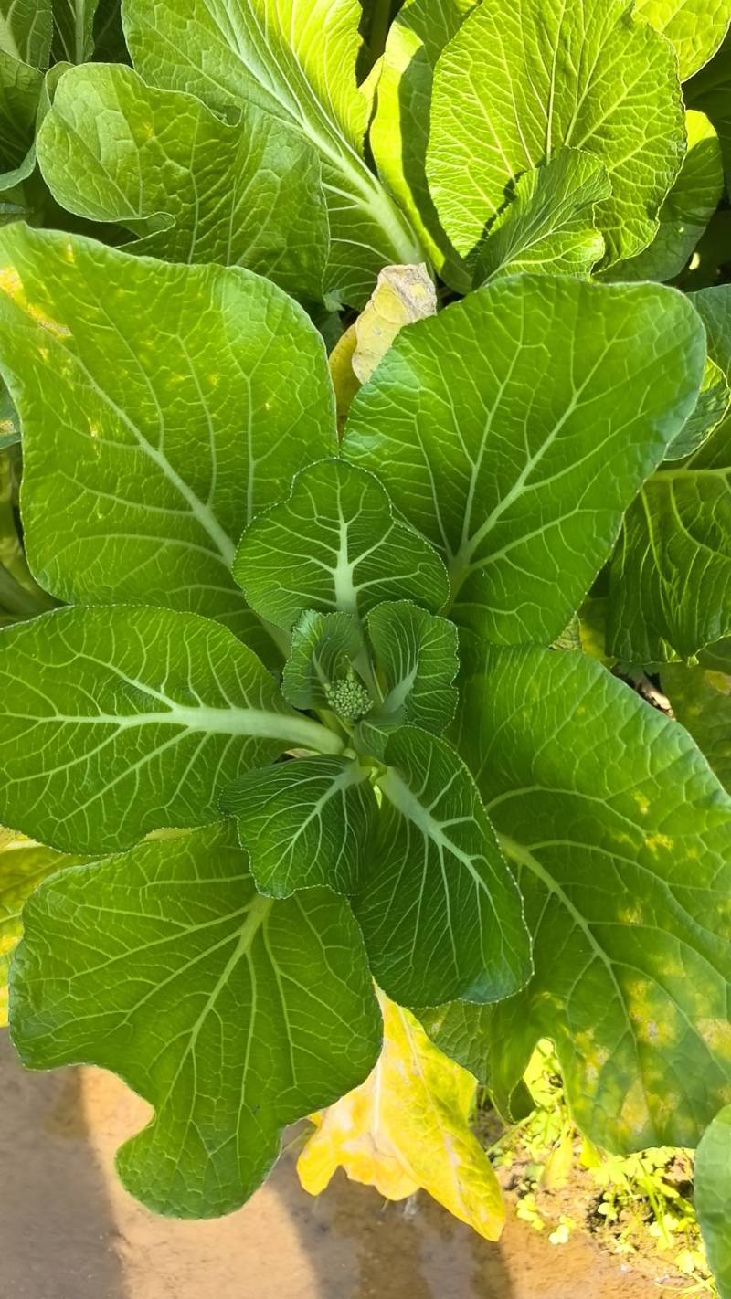 新鲜爽甜，连州迟菜心