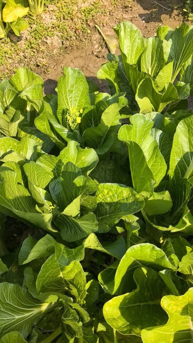 新鲜爽甜，连州迟菜心