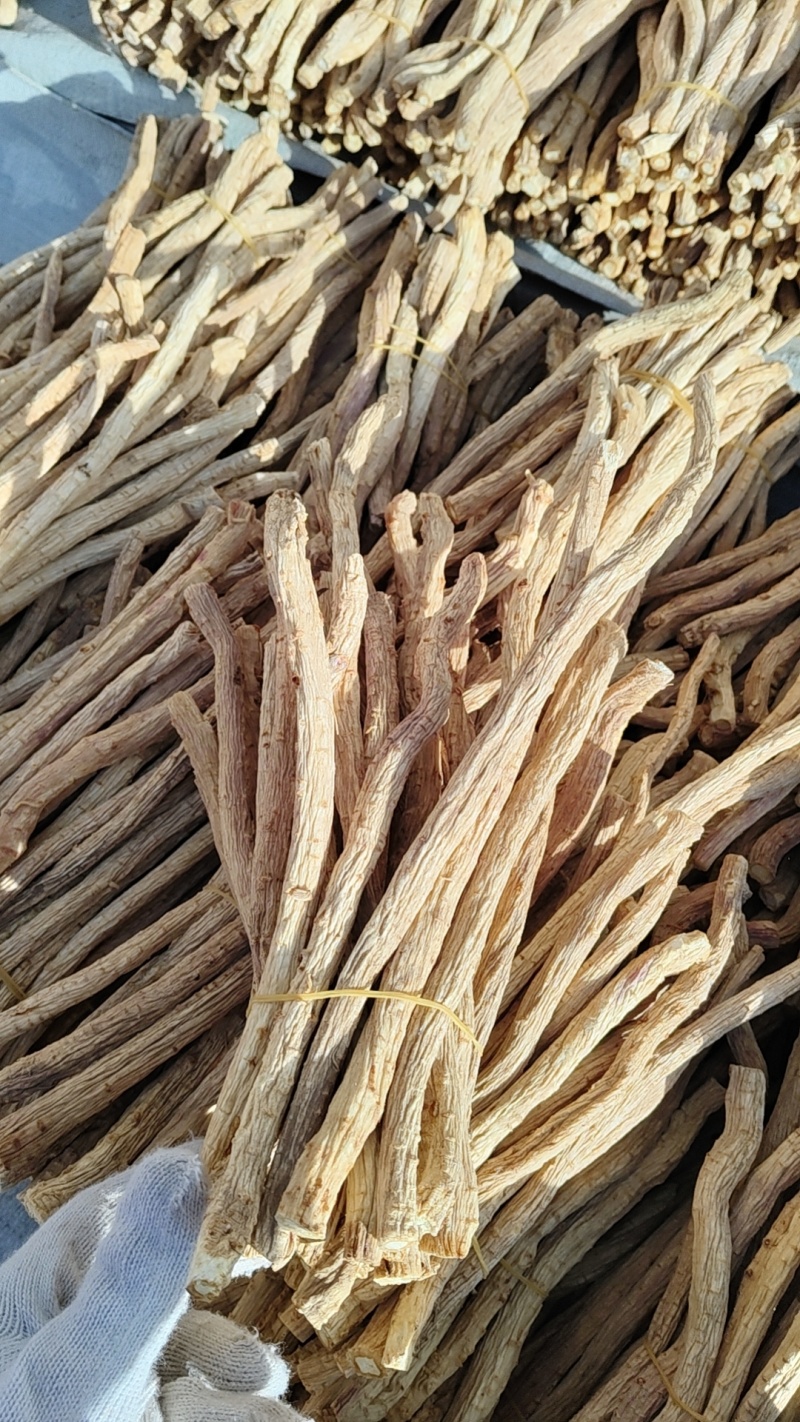 甘肃陇西特产药材关防风节子精选货
