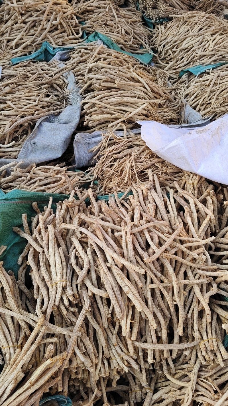 甘肃陇西特产药材关防风节子精选货