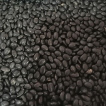 淡豆豉