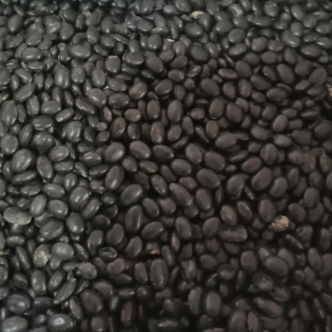 淡豆豉