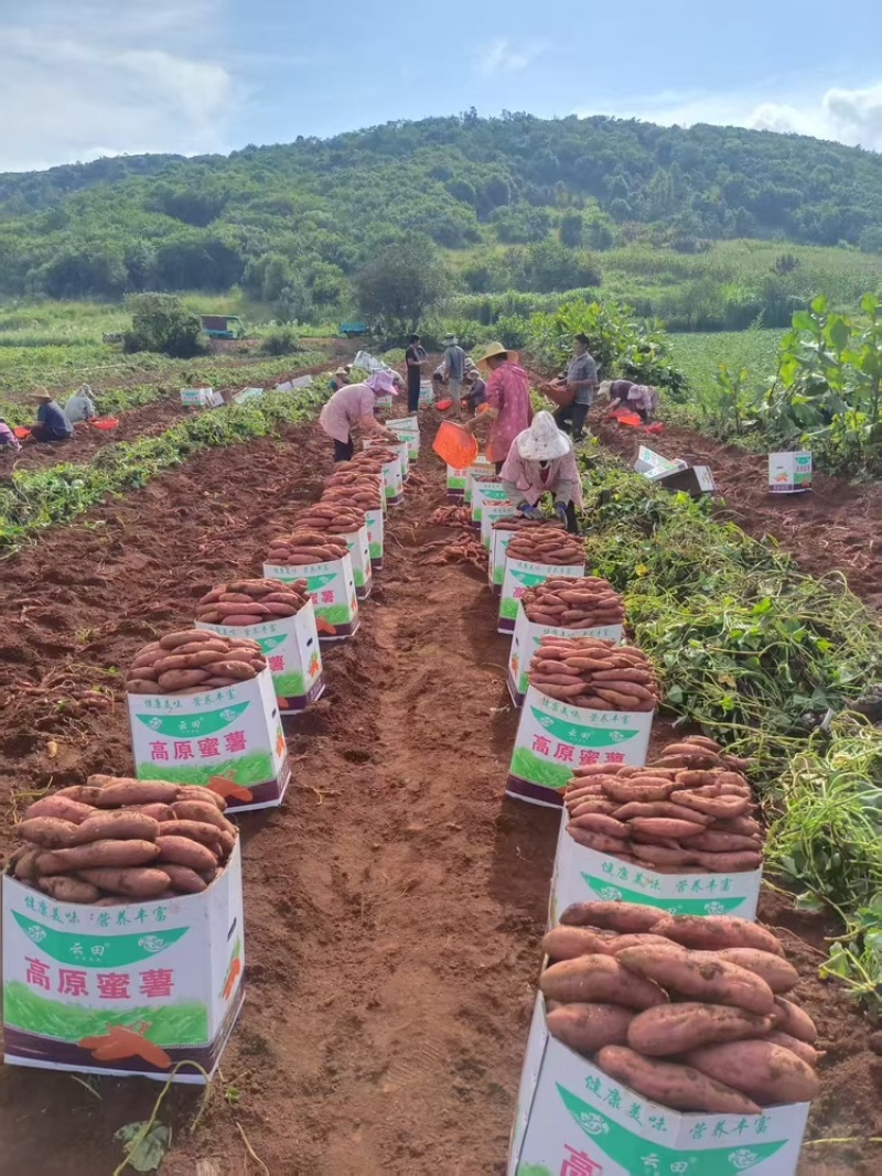 云南省建水县西瓜红红薯上市产地直供一手货源实地看货定货。