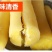 一件代发广西新鲜现挖黄心木薯批发鸡蛋黄肉面包