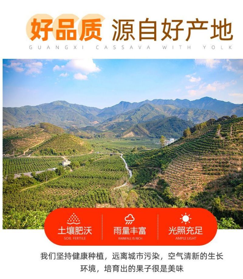 一件代发广西新鲜现挖黄心木薯批发鸡蛋黄肉面包