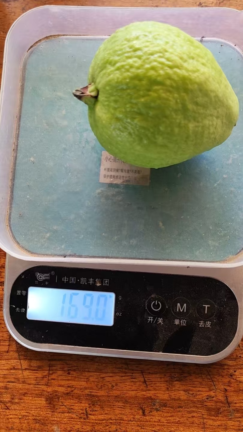 西双版纳番石榴（红心芭乐）