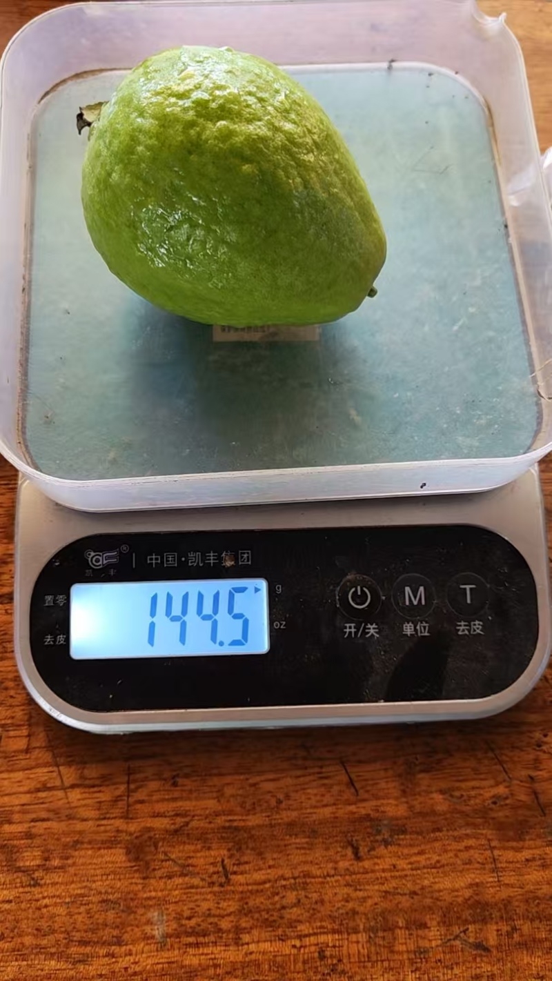 西双版纳番石榴（红心芭乐）