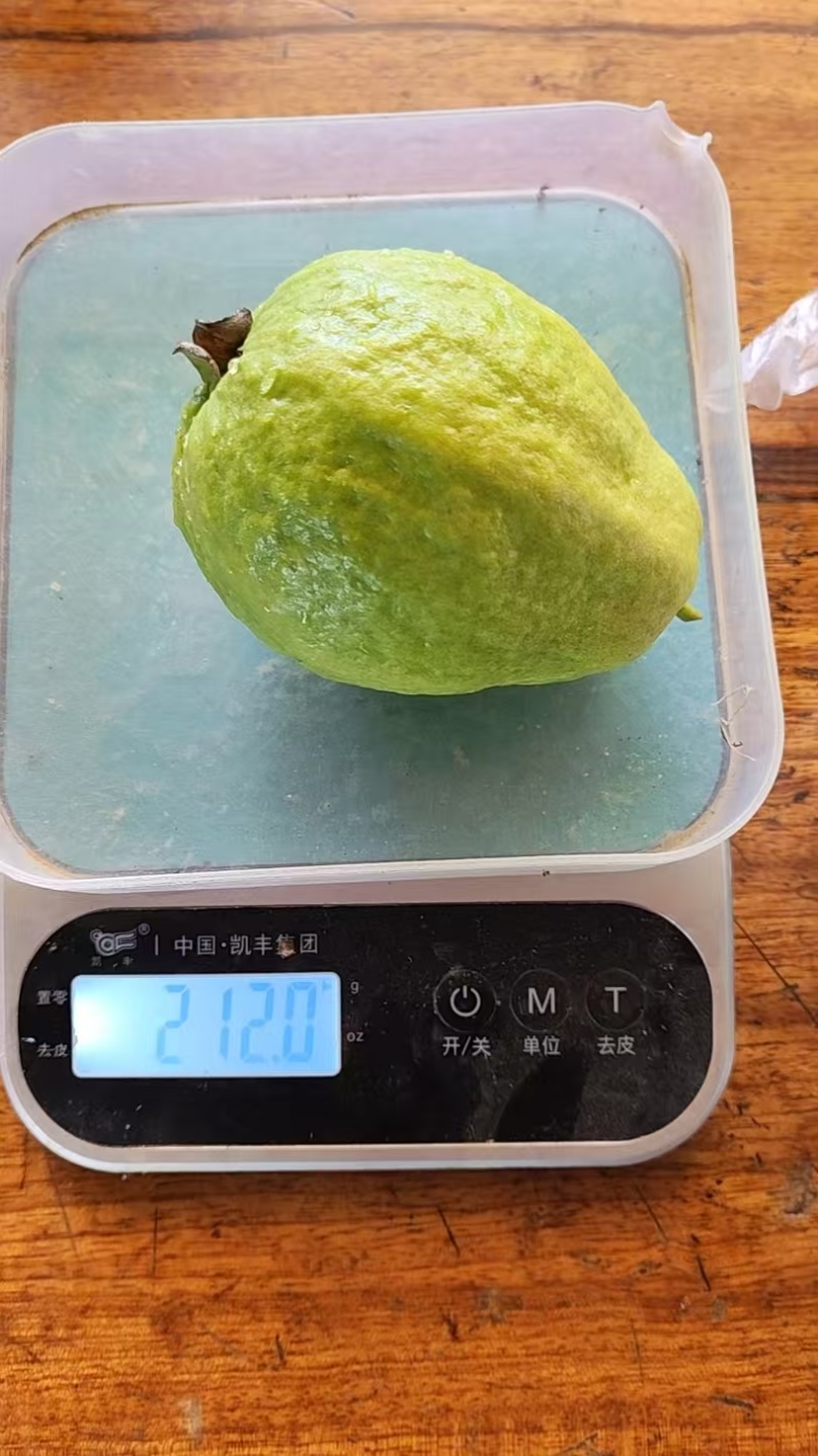 西双版纳番石榴（红心芭乐）