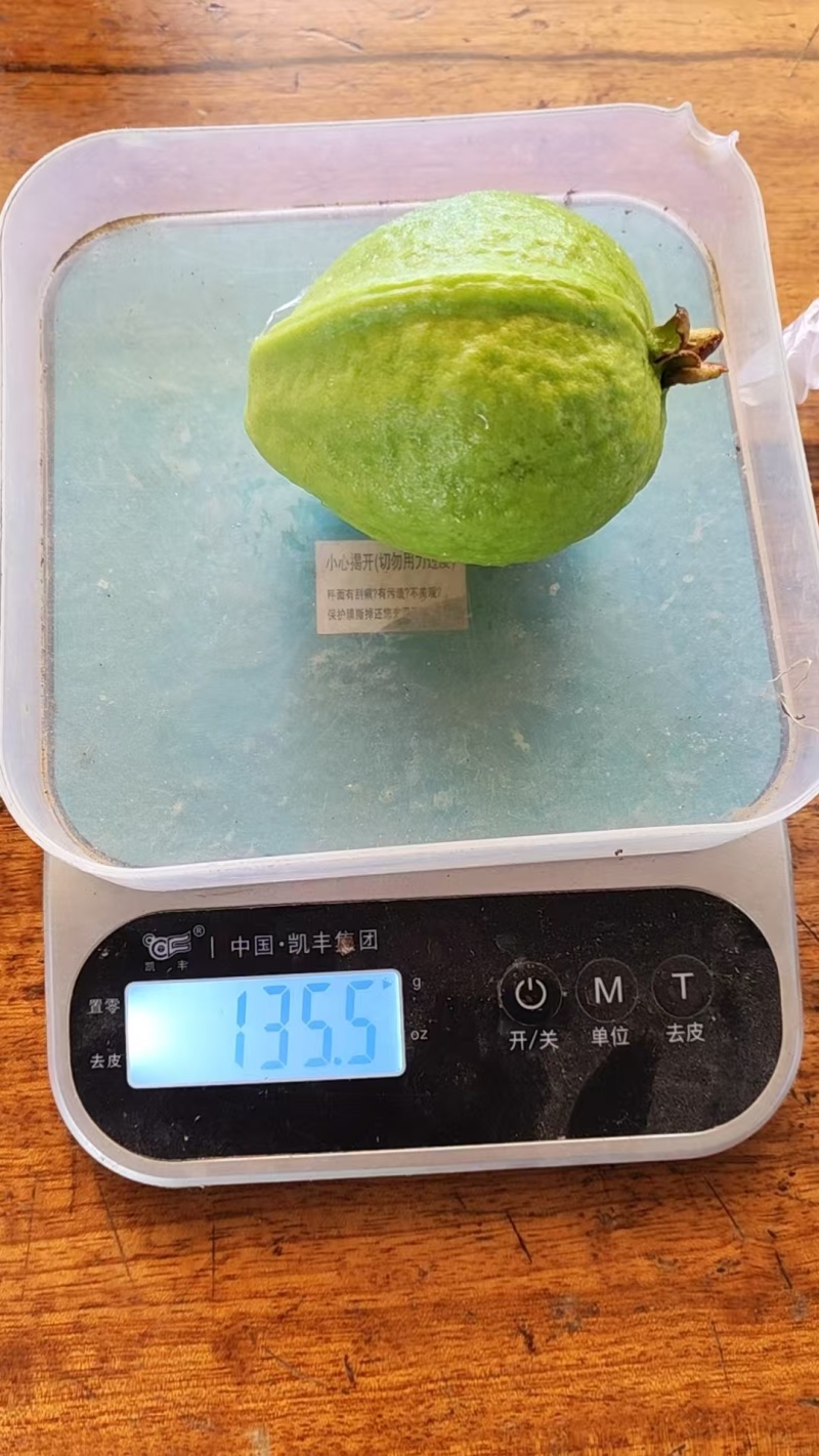 西双版纳番石榴（红心芭乐）