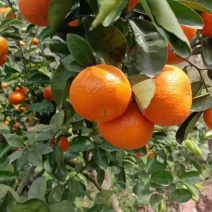 默科特