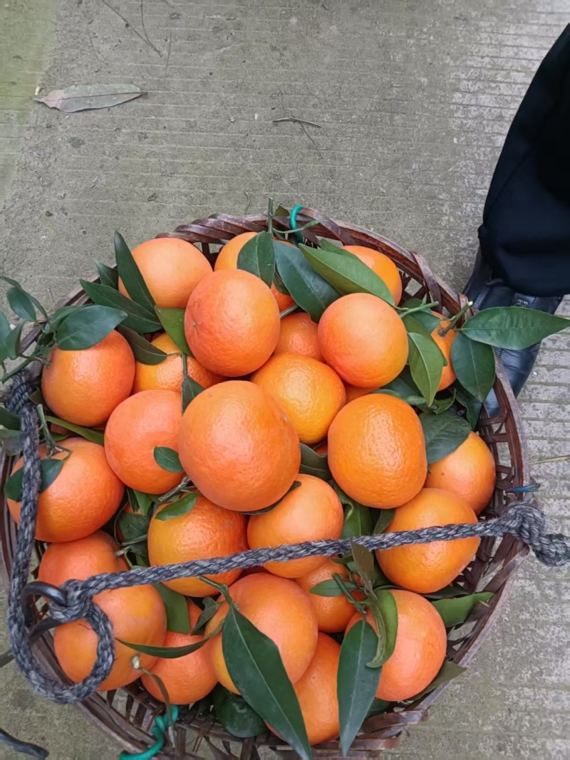 默科特