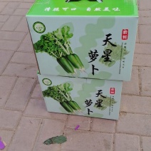 天星02沙窝萝卜
