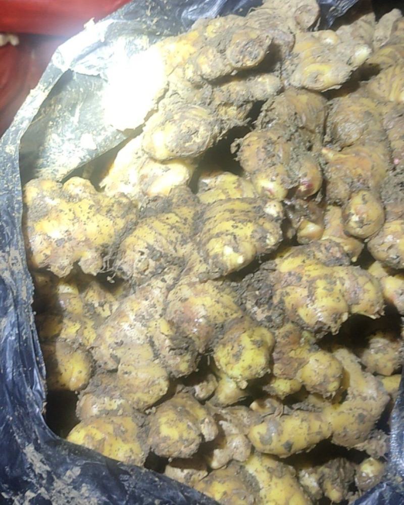 贵州二黄姜，窖姜