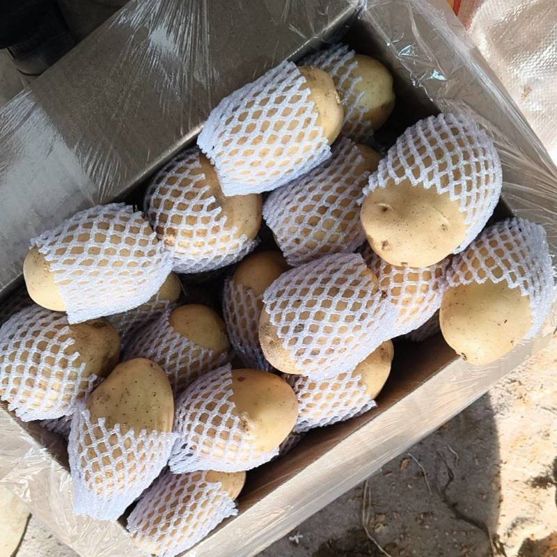 沙漠土豆，大量供应，黄皮黄心