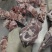 国产满肉牛犊脖骨35斤左右抄码的