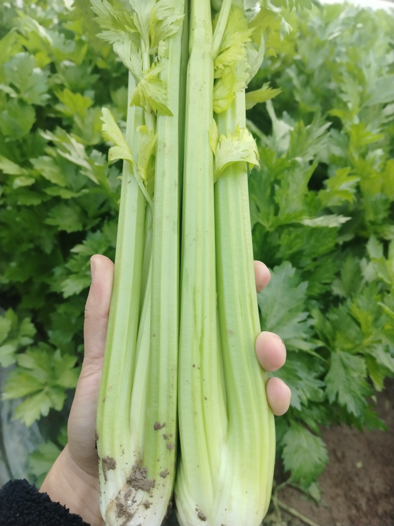 大棚精品西芹